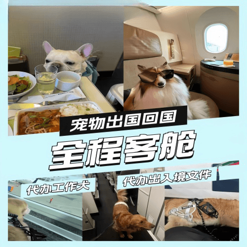新乡市宠物托运到白俄罗斯宠物入境规定和要求